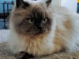 Liebevolles Zuhause für meine Katze gesucht