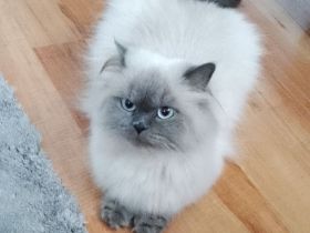 Liebevolles Zuhause gesucht