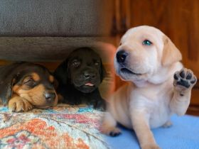 wunderbare kerngesunde Magyar Vizsla Mix Welpen - perfekte Familienhunde