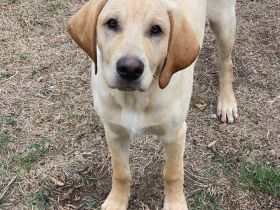 wunderbare kerngesunde Magyar Vizsla Mix Welpen - perfekte Familienhunde