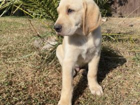 wunderbare kerngesunde Magyar Vizsla Mix Welpen - perfekte Familienhunde