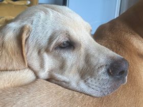 wunderbare kerngesunde Magyar Vizsla Mix Welpen - perfekte Familienhunde