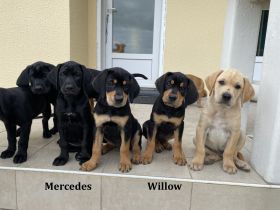 wunderbare kerngesunde Magyar Vizsla Mix Welpen - perfekte Familienhunde