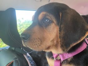 wunderbare kerngesunde Magyar Vizsla Mix Welpen - perfekte Familienhunde