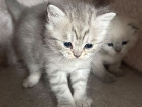 BHK Babykatzen