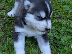 Wunderschöne Siberian Husky Welpen suchen ihr Traumzuhause!