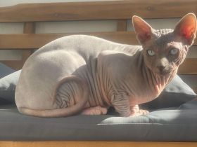 Deckkater Don Sphynx reinrassig