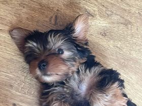 Wunderschöner Yorkshire-Terrier-Welpe sucht liebevolles Zuhause 🐶