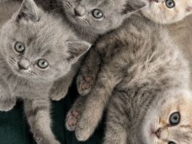 BKH Kitten suchen neues Zuhause