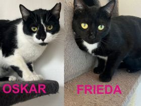 Oskar und Frieda suchen gemeinsam ihr Für-immer-Zuhause (als Wohnungskatzen)