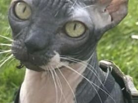 Wunderschöne Sphynx Kater