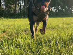 Rottweiler Hündin sucht Für-Immer-Zuhause