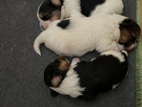 Biewer Yorkshire Terrier Welpen