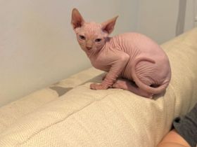 Liebevolles Zuhause für weibliches Sphynx-Kätzchen gesucht