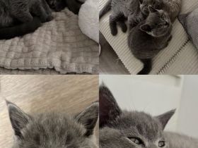 Katzenbabys zu verkaufen 🐱