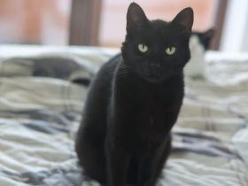 Sanfte und menschenbezogene Herda sucht ein Zuhause