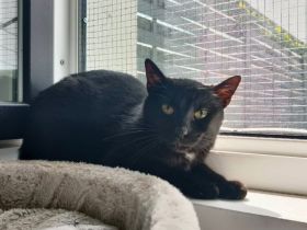 Scheuer Adan sucht geduldiges Zuhause