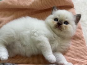 Ragdoll Kitten