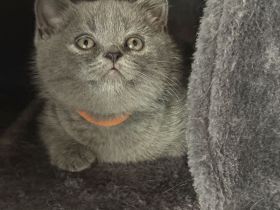 BKH Britisch Kurzhaar British Shorthair Kitten Blue Weibchen/Mädchen