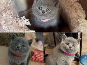 BKH Britisch Kurzhaar Kitten Blue Weiblich/Mädchen 3 Stück