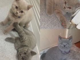 **Süße  Britisch Kurzhaar Kätzchen suchen liebevolles Zuhause! 🐾**