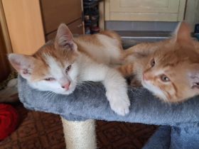 🐾 **Drei süße Kitten suchen ab dem 1. Juli ein liebevolles Zuhause** 🐾