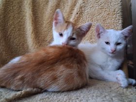 🐾 2 süße Katzenkinder suchen ihr Traumzuhause – 13 Wochen alt, stubenrein & bereit zum Kuscheln! ❤️
