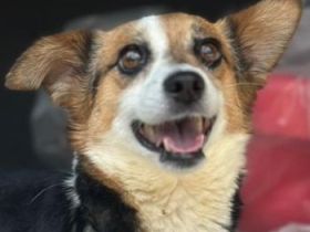 Foxy, geb. ca. 06/2024, lebt in GRIECHENLAND, auf einer privaten Pflegestelle