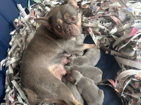 Neue Würfe bei Französischen Bulldoggen