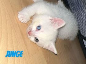 Baby Katzen
