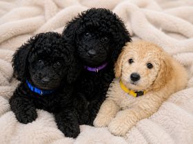 Bezaubernde Cockapoo welpen