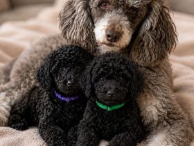 Bezaubernde Cockapoo welpen