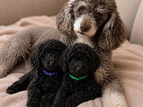 Bezaubernde Cockapoo welpen