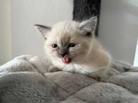BKH/Ragdoll Mix Kitten