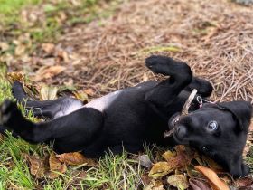 Labradorwelpe (weiblich).