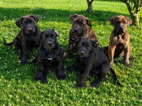 Boerboel - American Bully xl