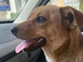 Freundliche und soziale Moony sucht eine Familie