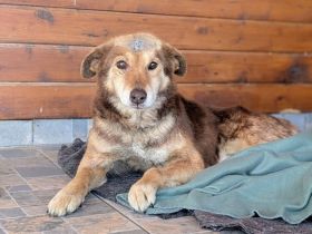 Zauberhafter Berry sucht fürsorgliches Zuhause