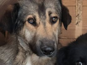 Stille Seele Aloka sucht Zuhause zum Auftauen