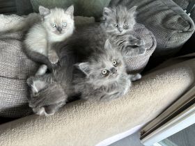 Kitten BKH/BLH