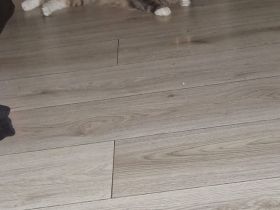 Hübscher Maine Coon Kater 2 jahre alt sucht liebevolles Zuhause
