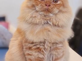 Britisch Langhaar Katze Rot mit Stammbaum