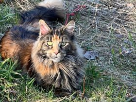 Unsere kleinen Maine-Coon-Schätze suchen ihr Für-immer-Zuhause