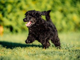 Gray Middle poodle
