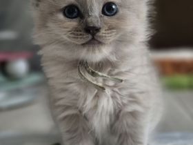 Zauberhafte Ragdoll-Kitten suchen ihr Traumschloss!