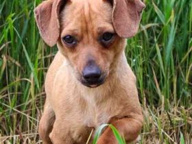 Bean, Chihuahua - Dackelmischling, geb. 2025, freundlich und verspielt