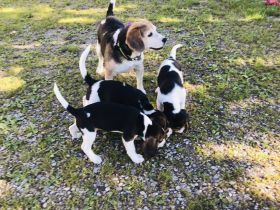 Hunde Beagle Welpen aus liebevoller Familienaufzucht - geimpft & gechippt.