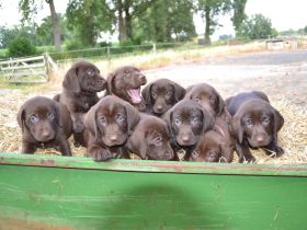 Deutsch-Drahthaar × Labrador Welpen – liebevolle Familienhunde 🐾