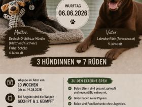 Deutsch-Drahthaar × Labrador Welpen – liebevolle Familienhunde 🐾