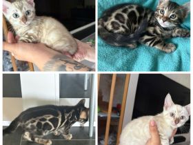 Bengal kitten mit Stammbaum